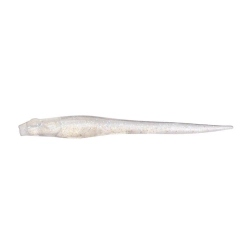 Megabass Hazedon Pintail 3" Live Wakasagi