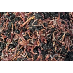 Gnojak 140g