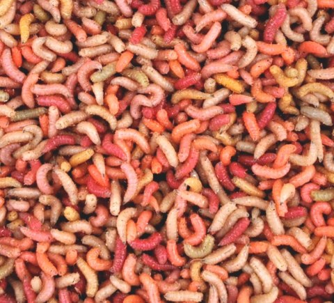 Robak Pinka Mix