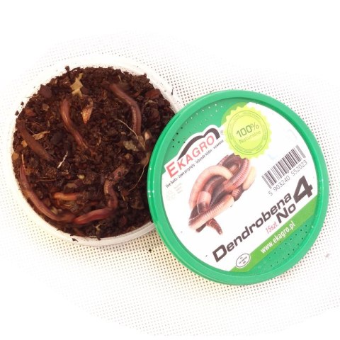 Robak Dendrobeana 4