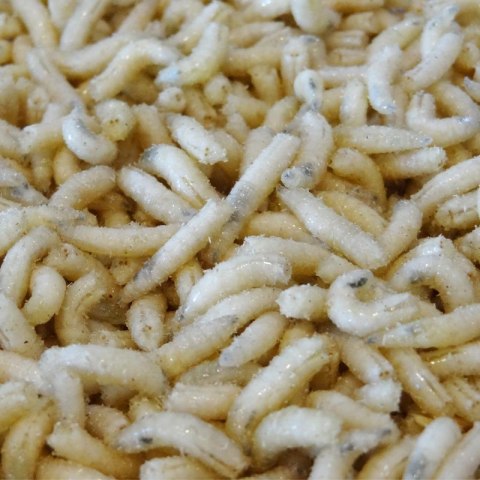 Robak Biały Gruby Litry