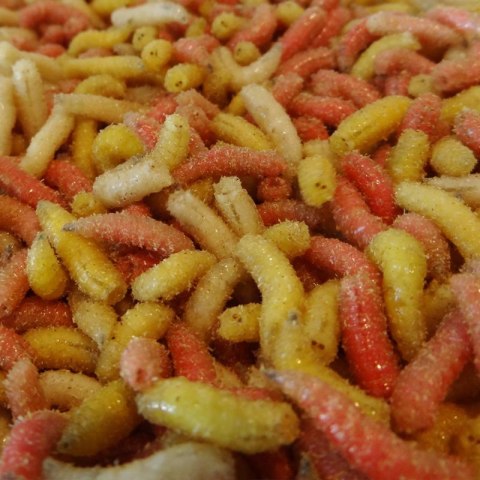 Robak Kolor Gruby Litry