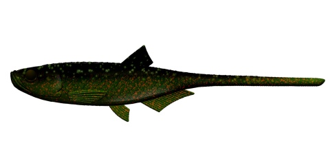 Libra Lures Embrion Shad8" 132 Motor Oil Green No