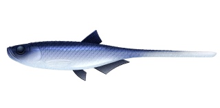 Libra Lures Kraken Shad4" 003 Blue Whitefish No S