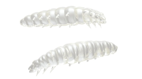 Libra Lures Larva 30mm 004 Silver Pearl Ser