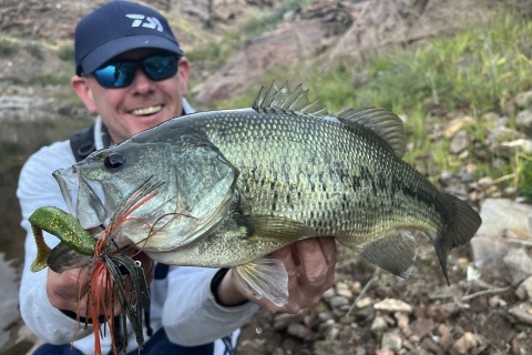 Daiwa Guma Tourn D"Fin 7,5cmUV Real Motor Oi 10szt
