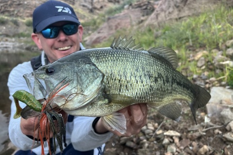 Daiwa Guma Tourn D"Fin 7,5cmUV Real Motor Oi 10szt