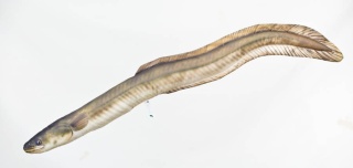 Gaby Ryba Maskotka Węgorz