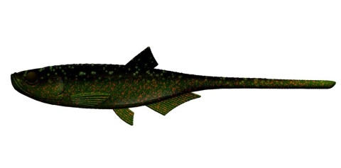 Libra Lures Embrion Shad5" 132 Motor Oil Green No