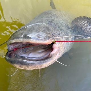 Black Cat Plecionka Przyponowa Zeus 0.80mm 110kg