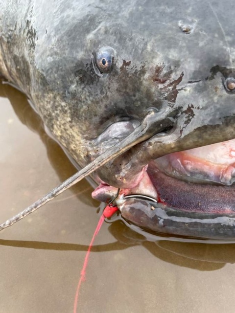 Black Cat Plecionka Przyponowa Zeus 0.80mm 110kg