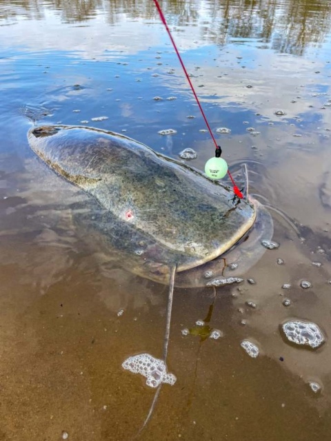 Black Cat Plecionka Przyponowa Zeus 0.80mm 110kg