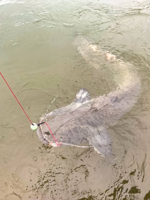 Black Cat Plecionka Przyponowa Zeus 0.80mm 110kg