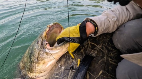 Black Cat Rękawice Sumowe