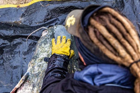 Black Cat Rękawice Sumowe