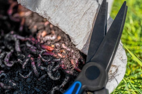 Preston Nożyczki do Robaków