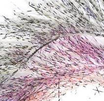 Soldarini Barred Fringe 5 wisterya