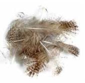 Soldarini English Partridge 2 natural brown