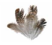 Soldarini Grouse natural