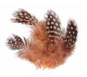 Soldarini Guinea Fowl orange