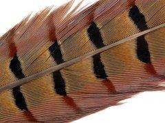 Soldarini Pióro Bażanta Pheasant Tail 1 Natural