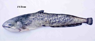 Gaby Ryba Maskotka Sum