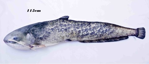 Gaby Ryba Maskotka Sum